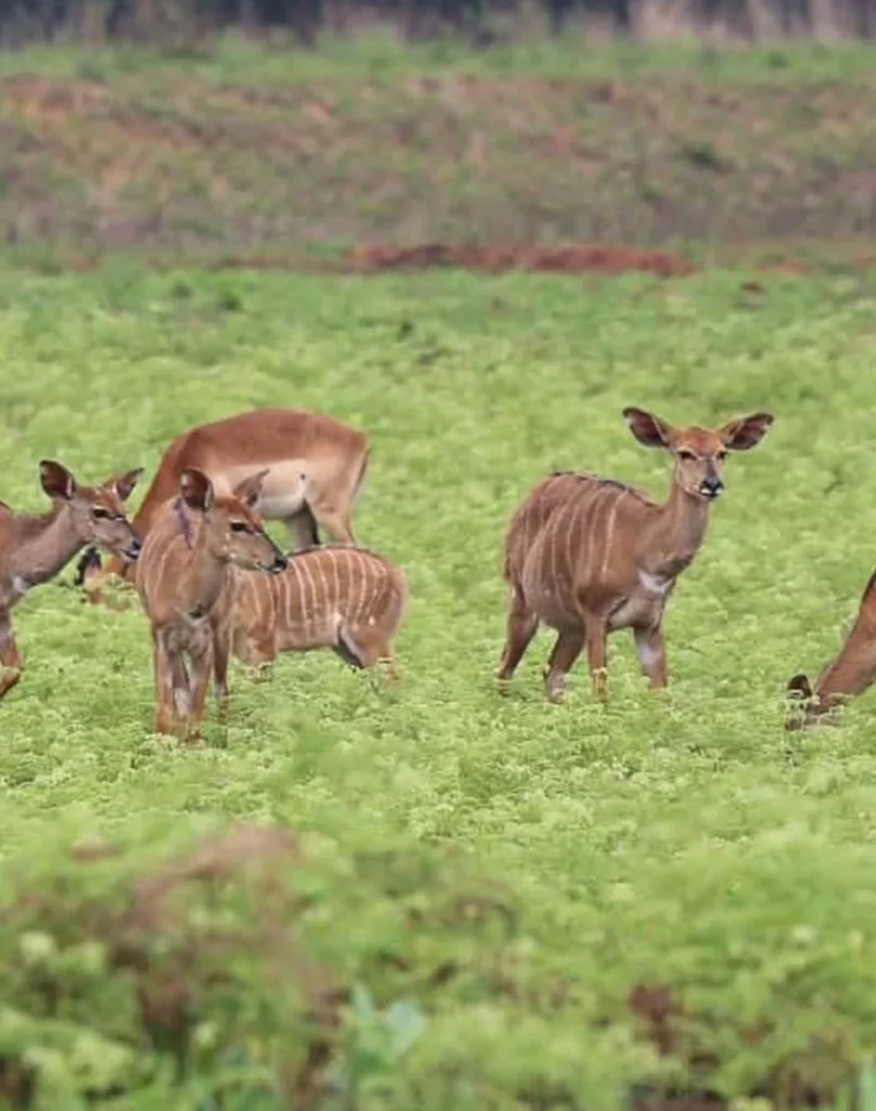 Kavish The Haveli Resort 